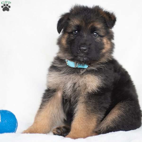 Jeremiah, German Shepherd Puppy